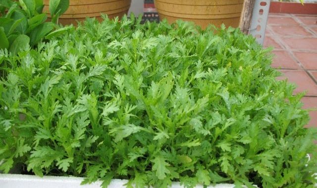 Các loại rau trồng được trong thùng xốp