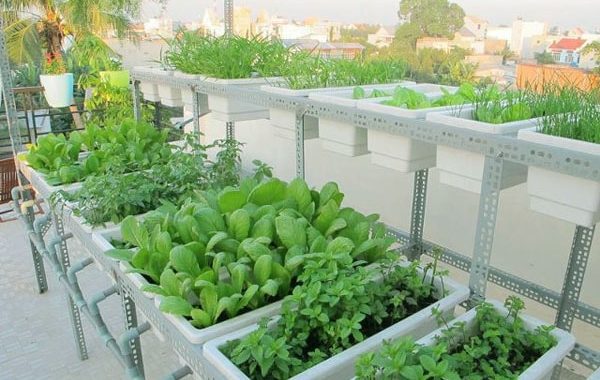Trồng rau sạch trong thùng xốp