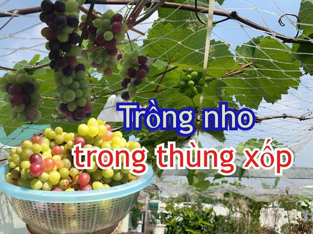 Kỹ Thuật Trồng Nho Trong Thùng Xốp: Dễ Làm, Ít Chăm Sóc, Vẫn Thu Hoạch Đậm! Thông tin  