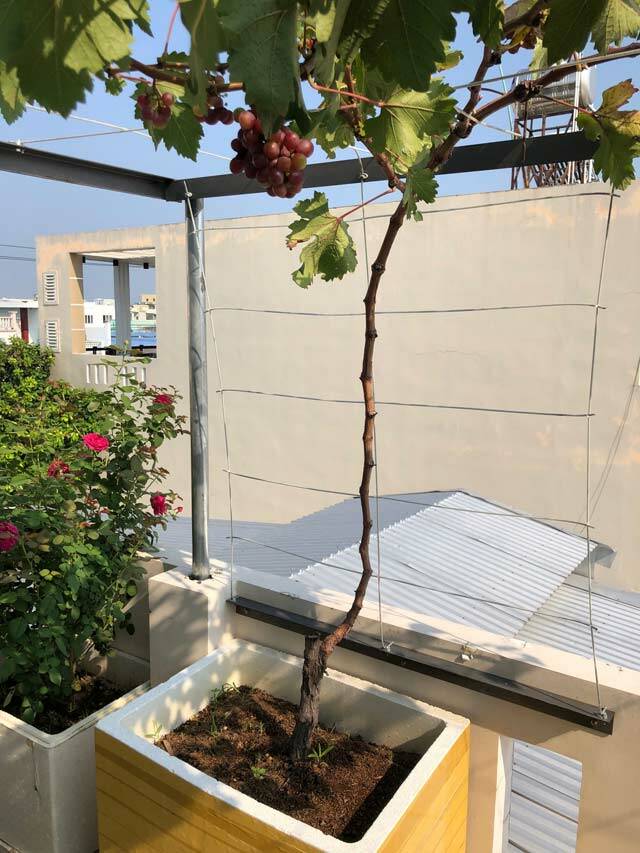 Kỹ Thuật Trồng Nho Trong Thùng Xốp: Dễ Làm, Ít Chăm Sóc, Vẫn Thu Hoạch Đậm! Thông tin Kỹ Thuật Trồng Nho Trong Thùng Xốp: Dễ Làm, Ít Chăm Sóc, Vẫn Thu Hoạch Đậm! Thông tin
