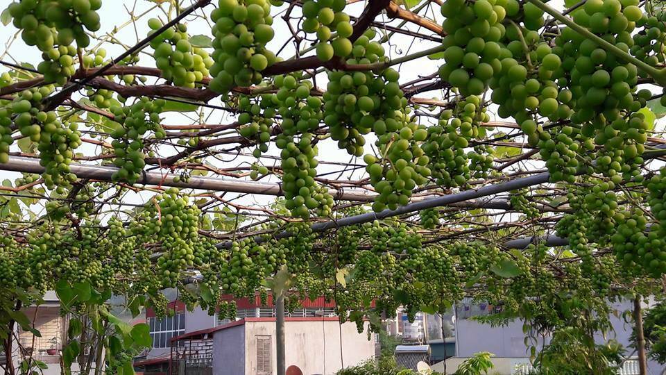 Kỹ Thuật Trồng Nho Trong Thùng Xốp: Dễ Làm, Ít Chăm Sóc, Vẫn Thu Hoạch Đậm! Thông tin Kỹ Thuật Trồng Nho Trong Thùng Xốp: Dễ Làm, Ít Chăm Sóc, Vẫn Thu Hoạch Đậm! Thông tin